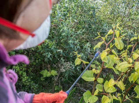 Japanischer Staudenknöterich, der von einem Gärtner besprüht wird, um Pflanzen abzutöten