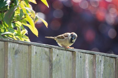 Vrabie pe un gard de grădină