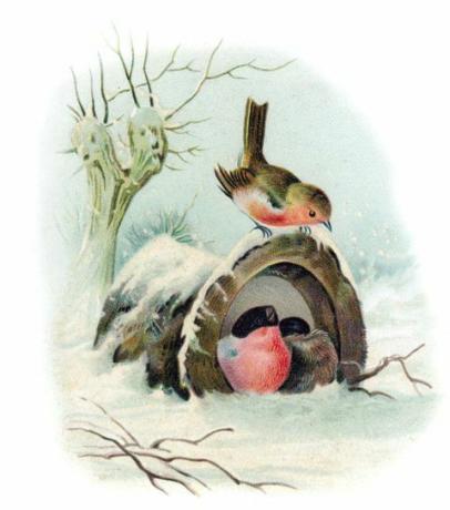 Робин на рождественской открытке