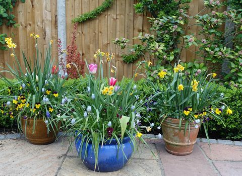 Pots contenant des fleurs de printemps sur un patio