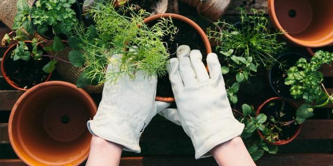 roke v vrtnarskih rokavicah lončnice