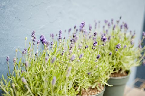 Bloem, Bloeiende plant, Lavendel, Lavendel, Plant, Franse lavendel, Paars, Engelse lavendel, Lavandula dentata, Fernleaf lavendel, 