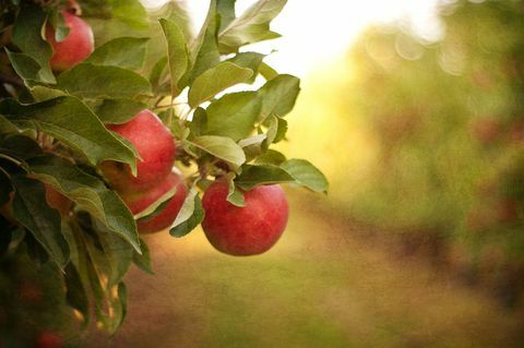jabłka na drzewie - sad