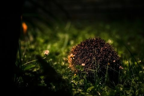 Divoký ježek skrývající se ve tmě za deštivé noci