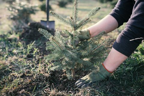 Radnik je zasadio mlado drvo u vrtu. Mala plantaža za božićno drvce. Picea pungens i Abies nordmanniana. Smreka i jela.