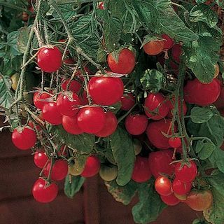 Tomate " Gartenperle"