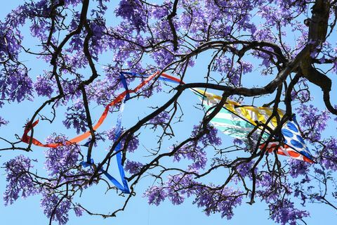 सिडनी उपनगरों में पर्यटकों का झुंड जकरंदा के पेड़ों को पूर्ण खिलने में देखने के लिए