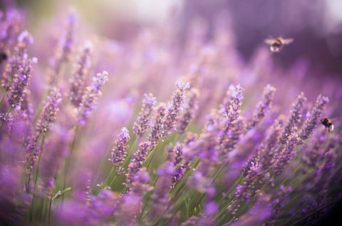 Paars, Lavendel, Violet, Plantkunde, Lavendel, Lente, Wildflower, Kruidachtige plant, Macrofotografie, Engelse lavendel, 