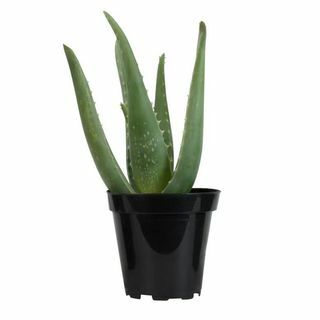 Aloe Vera plante