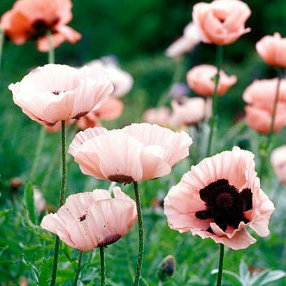 bunga, poppy oriental, daun bunga, menanam, tanaman berbunga, merah muda, bunga liar, musim semi, keluarga poppy, padang rumput,