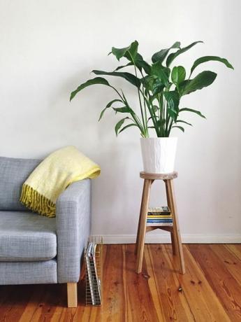 Sofa und Topfpflanze gegen die Wand