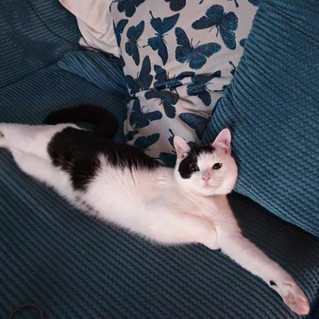 Kissa ojensi sohvalla