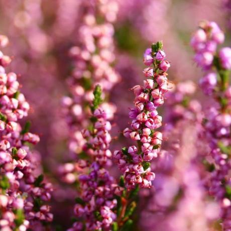 ungu, heather merah muda di ullapool, skotlandia, diambil pada hari yang cerah di musim gugur