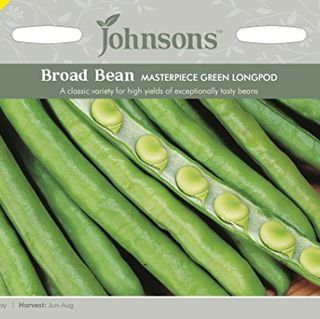 Broad Bean frø