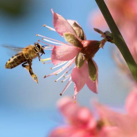 μέλισσα που πετάει στο έρημο χρυσό ροδάκινο λουλούδι