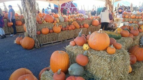 New Mexico Pumpkin Patch