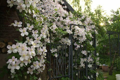 Cvetje Clematis - plezalne rastline - na vrtu