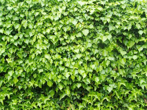 Hängande murgröna på en vägg. Grekiska namnet Hedera
