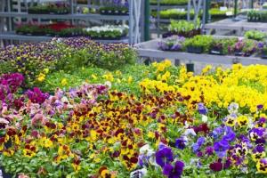 Wanneer gaan tuincentra in het VK weer open? Afsluitingsregels van de overheid
