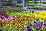 Quando riapriranno i garden center nel Regno Unito? Regole di blocco del governo