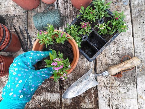 Planter des fleurs dans des pots à l'extérieur
