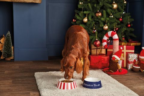 aldi uvádza na trh cenovo dostupný sortiment vianočných darčekov pre domáce zvieratá a ceny začínajú od 199 £