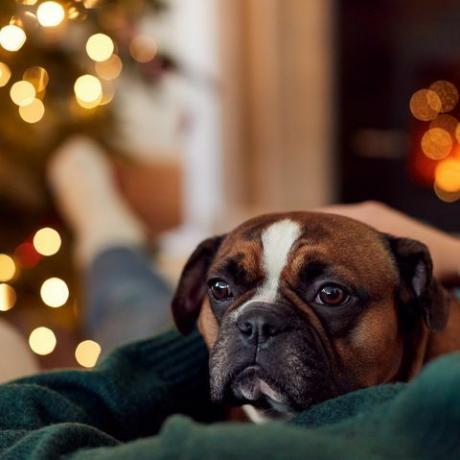Noel'de Fransız bulldog'a sarılan kadın
