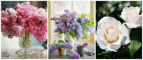 Kronblad, blomst, lilla, lavendel, violet, lyserød, blomstrende plante, afskårne blomster, lilla, blomsterbinding, 