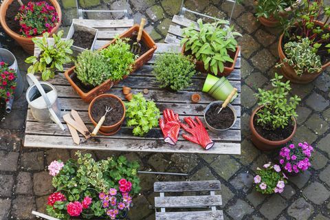 Κηπουρική, διαφορετικά φαρμακευτικά και βότανα κουζίνας και εργαλεία κηπουρικής στο τραπέζι του κήπου