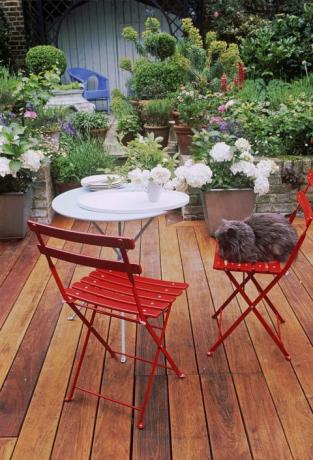 बगीचे में एक कुर्सी पर फारसी बिल्ली