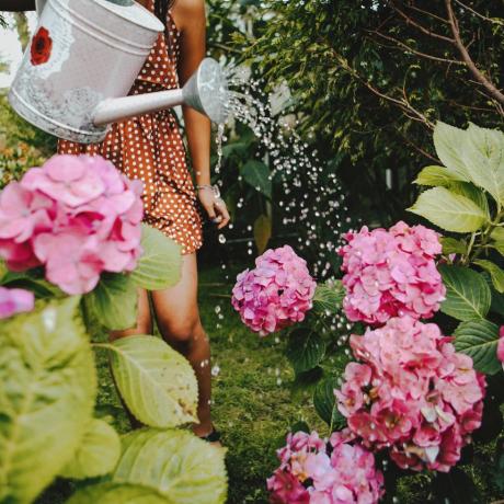 Mittlere Aufnahme einer jungen Frau, die im Vorgarten Hortensien gießt