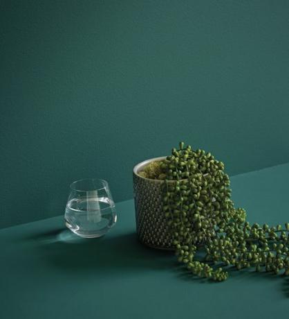 Perlų augalų eilutė keramikiniame puode, „Marks & Spencer“