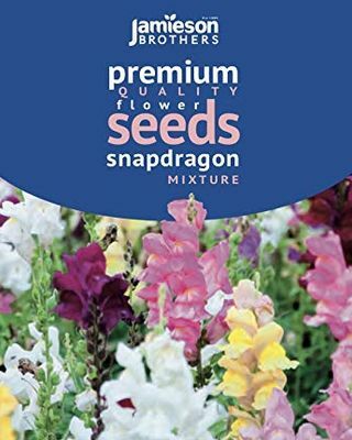 Sementes de flores misturadas de antirrhinum Snapdragon