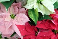 Уход за пуансеттией: все, что нужно знать о рождественском цветке