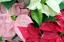Poinsettia aprūpe: viss, kas jāzina par Ziemassvētku ziedu