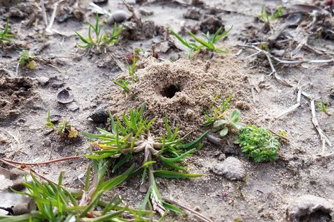 cikada smutshögar eller hål i marken eller gräsmattan