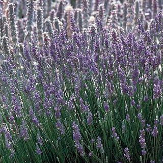 Lavender Prancis Provence dalam pot