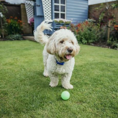 ein Cockapoo-Hund spielt mit einem Ball im Garten