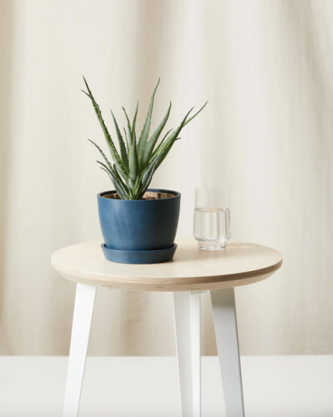 биљка алое на столици за купатило
