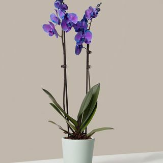 Akvarel fialová orchidej