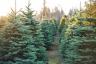 Einen umweltfreundlichen Weihnachtsbaum wählen