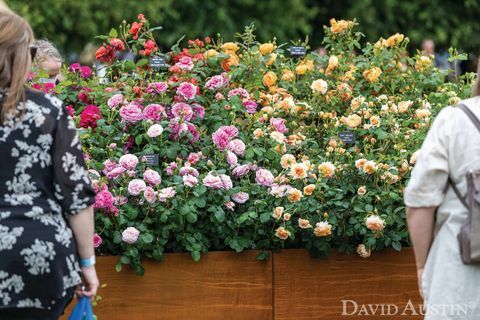 дэвид остин, инсталляция радуга роз, выставка цветов дворца rhs хэмптон-корт, июль 2021 г.