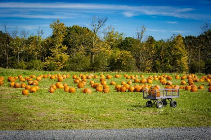 かぼちゃ畑の前にかぼちゃを載せたワゴン