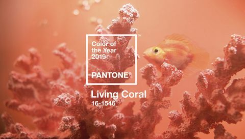 Couleur Pantone de l'année 2019 - Corail vivant