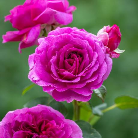 Rosa 'Púrpura Atemporal'