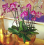 6 места, идеални за орхидеи