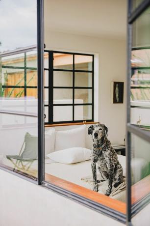 nowoczesna sypialnia z psem w oknie