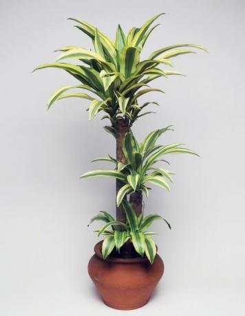 Planta dracaena da floresta, Asparagaceae