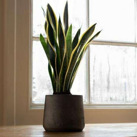 змийско растение до прозорец, в красиво проектиран интериор