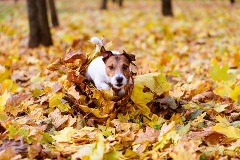 куче, тичащо през купчина цветни есенни кленови листа